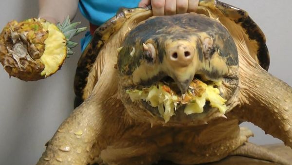 Alligator snapping turtle snaps a Pineapple off - Sputnik International