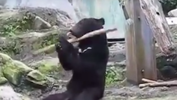 Talented bear shows off his skills. - Sputnik International