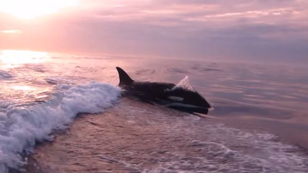 Chased by Whales - Sputnik International
