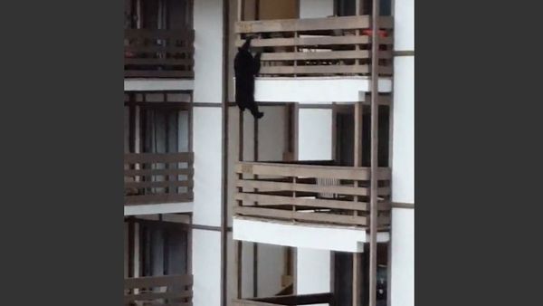 Bear Decides to Climb Condo Building - Sputnik International
