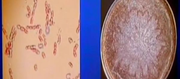 Ancient strain of bacteria deep in the Siberian permafrost Ancient strain of bacteria deep in the Siberian permafrost - Sputnik International