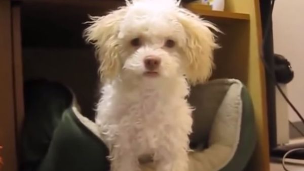 Dog Attacks After Getting Caught Tearing Up Toilet - Sputnik International