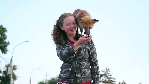 Fox in Novosibirsk - Sputnik International