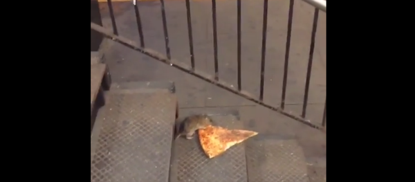 Rat Drags Pizza Slice Into NYC Subway, Internet Loses Its Mind Rat Drags Pizza Slice Into NYC Subway, Internet Loses Its Mind - Sputnik International