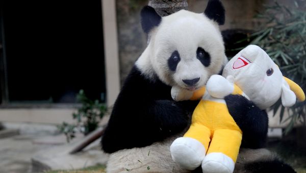Giant panda Pan Pan holds a mascot of the 16th Asian Games, at a zoo in Fuzhou, south China's Fujian province on November 12, 2010 - Sputnik International