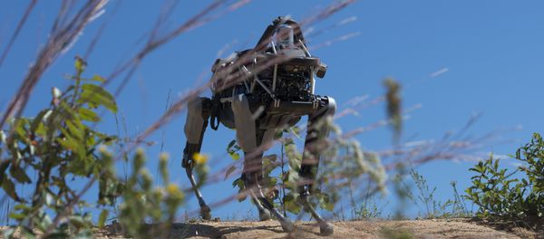 Spot the robot dog during training - Sputnik International