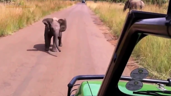 Baby Elephant Make His First Attack - Sputnik International