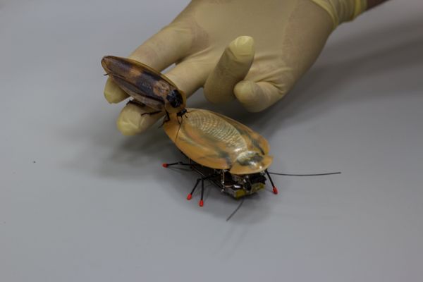 Roach from BFU  - Sputnik International