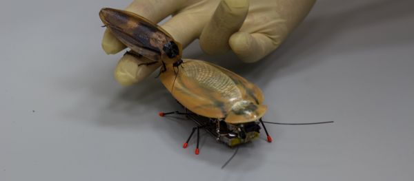 Roach from BFU - Sputnik International