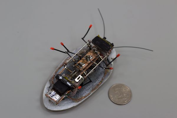 Roach from BFU - Sputnik International