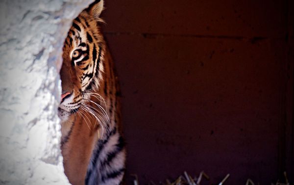 Amur tiger in a German zoo Amur tiger in a German zoo - Sputnik International