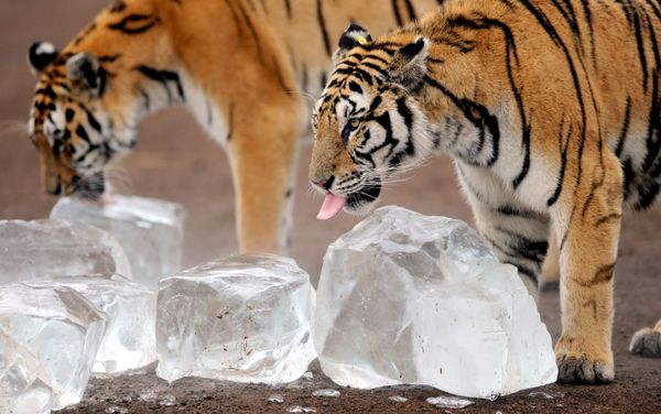 Amur tigers at a zoo in China Amur tigers at a zoo in China - Sputnik International