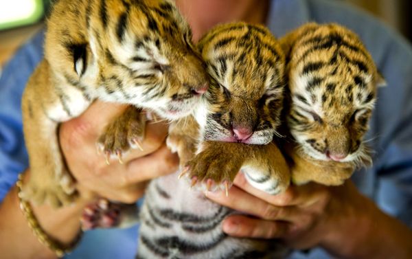 Three Amur tiger cubs born at the Dutch Renaissance circus in the town of Leiden Three Amur tiger cubs born at the Dutch Renaissance circus in the town of Leiden - Sputnik International