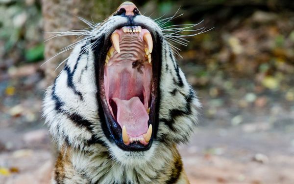 Amur tiger yawns at Nuremberg Zoo Amur tiger yawns at Nuremberg Zoo - Sputnik International