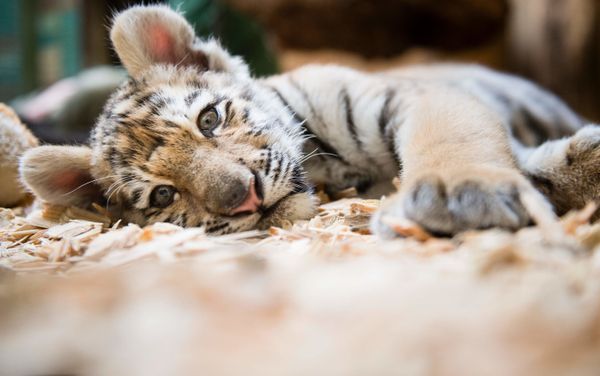 Amur tiger cub at Berlin Zoo Amur tiger cub at Berlin Zoo - Sputnik International
