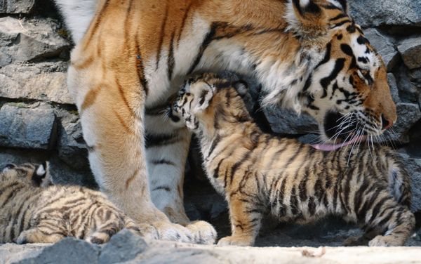 Amur tigress with her cubs at Novosibirsk Zoo Amur tigress with her cubs at Novosibirsk Zoo - Sputnik International
