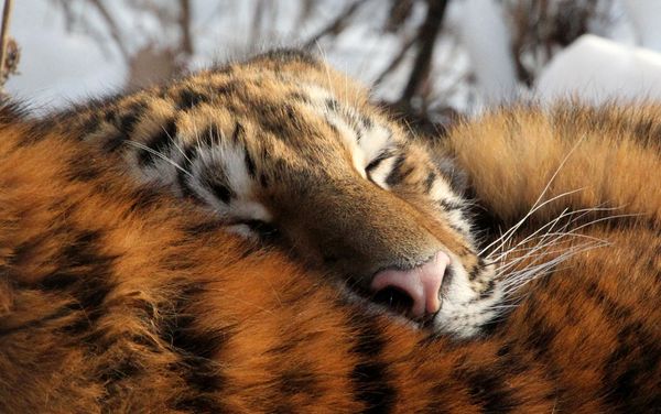 Amur tigress in Shkotovsky Safari Park in Primorsky Krai Amur tigress in Shkotovsky Safari Park in Primorsky Krai - Sputnik International