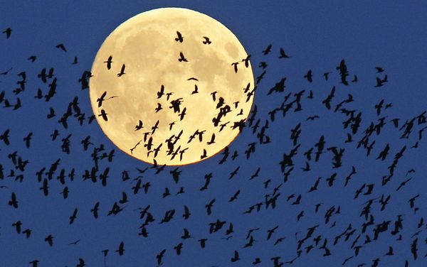 A flock of birds fly by as a super moon, rises in Mir, Belarus, 95 kilometers (60 miles) west of the capital Minsk, late Sunday, September 27, 2015 A flock of birds fly by as a super moon, rises in Mir, Belarus, 95 kilometers (60 miles) west of the capital Minsk, late Sunday, September 27, 2015 - Sputnik International