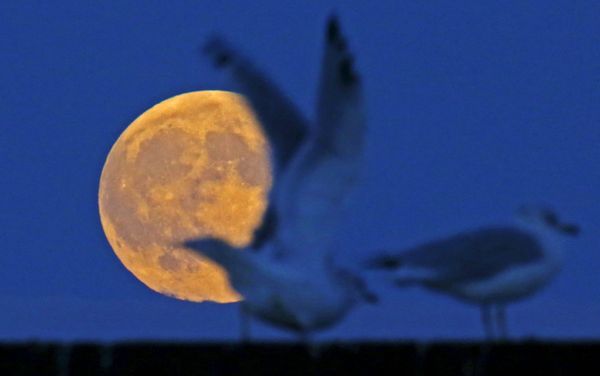 The supermoon raises behind seagulls on the beach in Evanston, Illinois, September 26, 2015. The supermoon raises behind seagulls on the beach in Evanston, Illinois, September 26, 2015. - Sputnik International