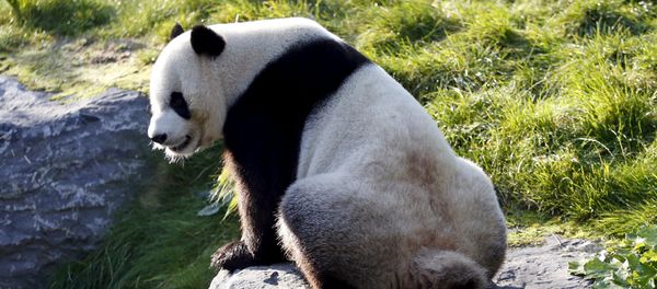 Xing Hui, a 6-year-old giant panda born in China, defecates at the Pairi Daiza wildlife park in Brugelette, Belgium September 28, 2015 Xing Hui, a 6-year-old giant panda born in China, defecates at the Pairi Daiza wildlife park in Brugelette, Belgium September 28, 2015 - Sputnik International