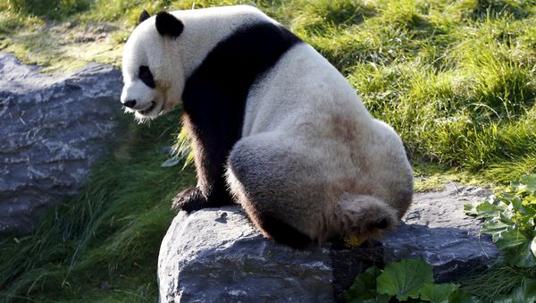 Xing Hui, a 6-year-old giant panda born in China, defecates at the Pairi Daiza wildlife park in Brugelette, Belgium September 28, 2015 Xing Hui, a 6-year-old giant panda born in China, defecates at the Pairi Daiza wildlife park in Brugelette, Belgium September 28, 2015 - Sputnik International