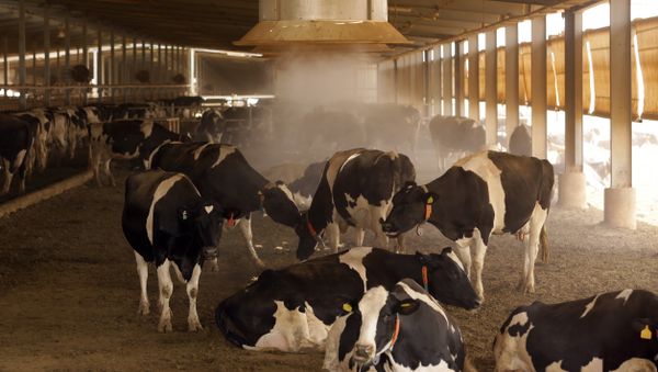 Cows gather by a cooling air conditioning system in the Sudanese capital Khartoum on April 17, 2015 - Sputnik International