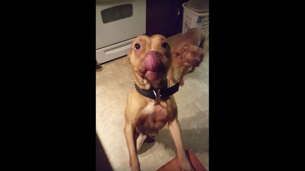 Dogs don't understand our language - Sputnik International