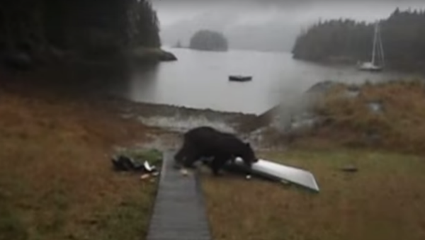 Women Tells Bear Not to Eat Her Kayak, Bear Promptly Eats Kayak - Sputnik International