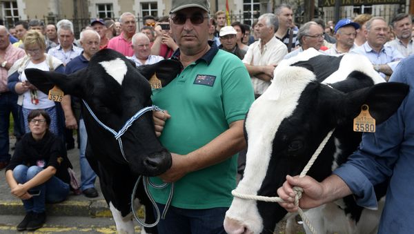 Dairy farmers hold some cows as they take part in a demostration in defense of the dairy sector in Santiago de Compostela Dairy farmers hold some cows as they take part in a demostration in defense of the dairy sector in Santiago de Compostela - Sputnik International
