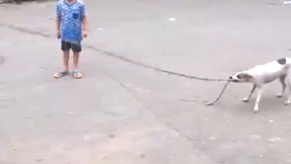 Brazilian Dog Plays Jump Rope - Sputnik International