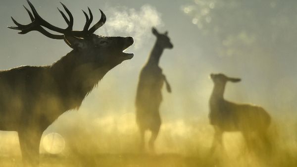 A Red deer stag barks, with females seen behind, in the morning sun in Richmond Park in west London, Britain, October 2, 2015 - Sputnik International