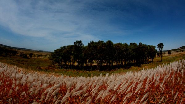Mellow autumn in Primorye Territory - Sputnik International