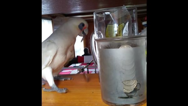 Rainy day boredom! - Sputnik International