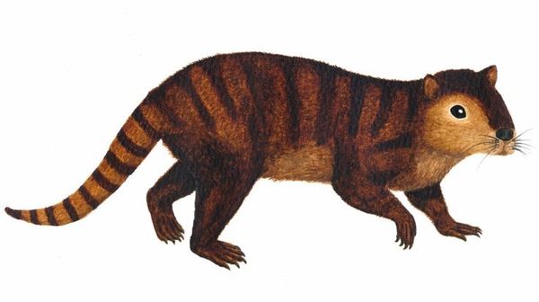 Kimbetopsalis simmonsae Kimbetopsalis simmonsae - Sputnik International