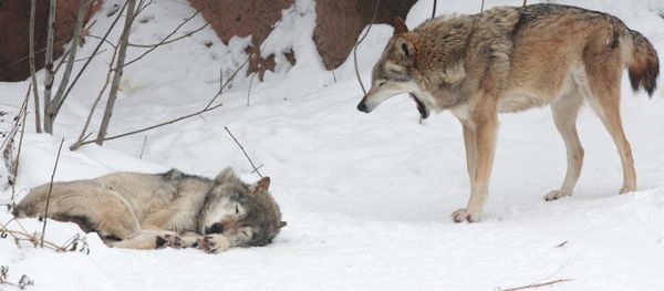 Wolves at the Moscow Zoo. - Sputnik International