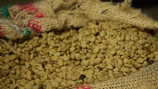 Colombia - Coffee Triangle 016 - coffee plantation tour - Sputnik International