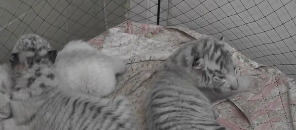 Russia: Meet the three tiny Bengal tigers born in Crimea's Yalta Zoo - Sputnik International