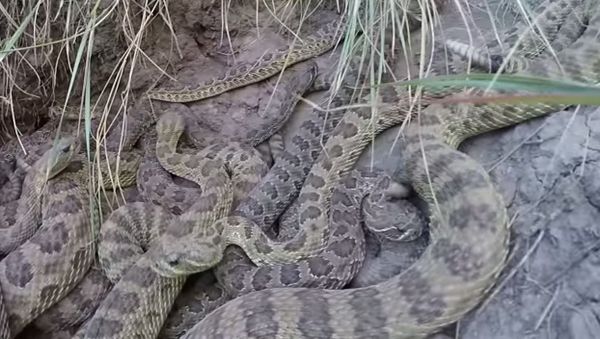 GoPro falls into pit of Rattlesnakes - Sputnik International