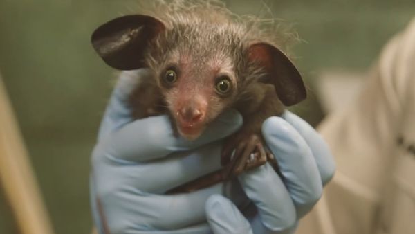 Rare Baby Aye-Aye Born at the San Diego Zoo - Sputnik International