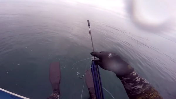 Attack of Great White Shark. - Sputnik International