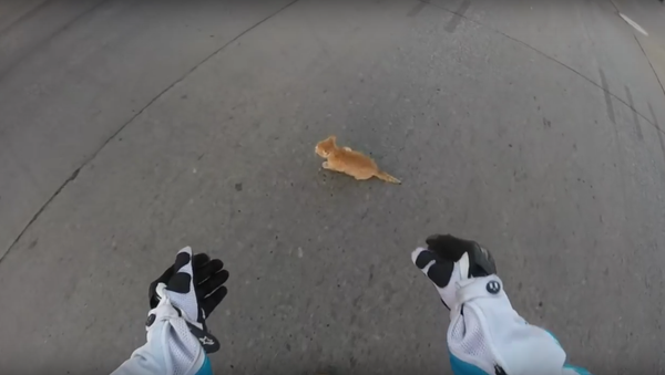 Biker Rescues Tiny Kitten Trapped in Traffic, - Sputnik International