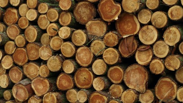 Roadside Timber Stack Roadside Timber Stack - Sputnik International