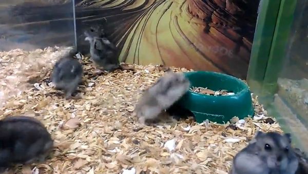 Hamster acrobatics - Sputnik International