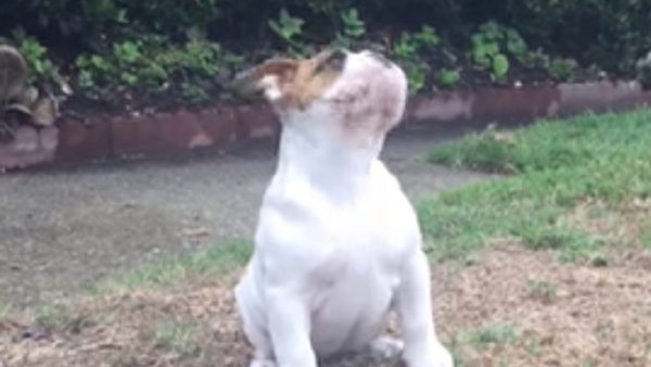 English Bulldog Puppy Can’t Figure Out Rain - Sputnik International
