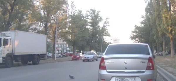 Pigeon Provokes Triple Traffic Accident - Sputnik International
