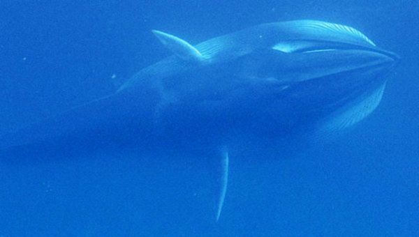 Omura's whale Omura's whale - Sputnik International