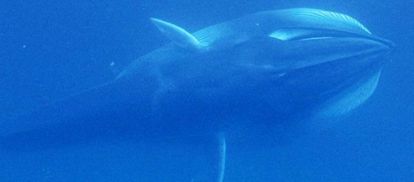 Omura's whale - Sputnik International
