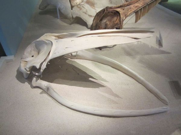Skull of Omura's whale Skull of Omura's whale - Sputnik International