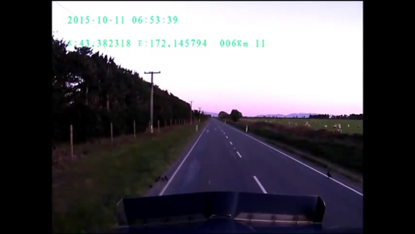36 wheeler stops for ducklings. - Sputnik International