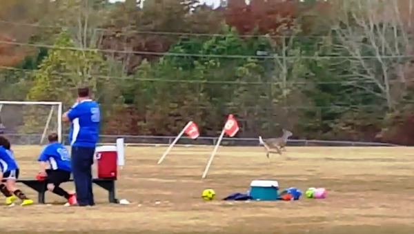 And of course deer love playing some soccer too! - Sputnik International